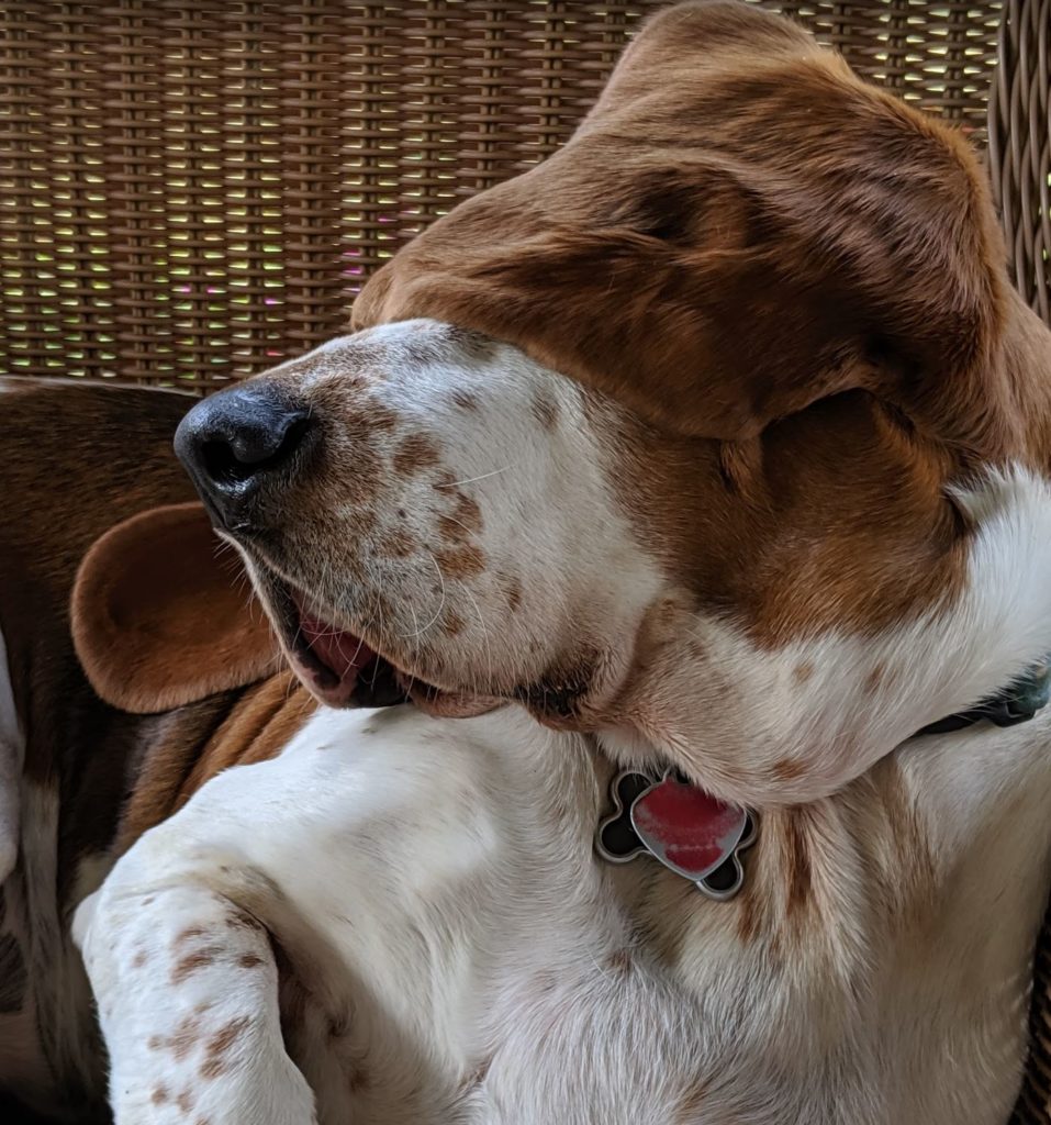 why do basset hounds shed so much